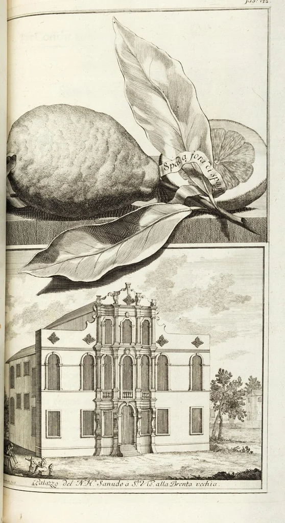 An illustration from Continvation der Nürnbergischen Hesperidvm, Oder: Fernere gründliche Beschreibung Der Edlen Citronat- Citronen- und Pomeranzen-Früchte: mit einem ausführlichen Bericht, wie solche am besten zu warten und zu erhalten seyn ; Worbei diejenigen Sorten, so theils zu Nürnberg gewachsen, theils von verschiedenen fremden Orten dahin gelanget, auf das accurateste in Kupffer gestochen und nachgezeichnet worden ; abermals in vier Theile eingetheilet, und mit gehörigen Anmerkungen erläutert, 1714, leaf 325