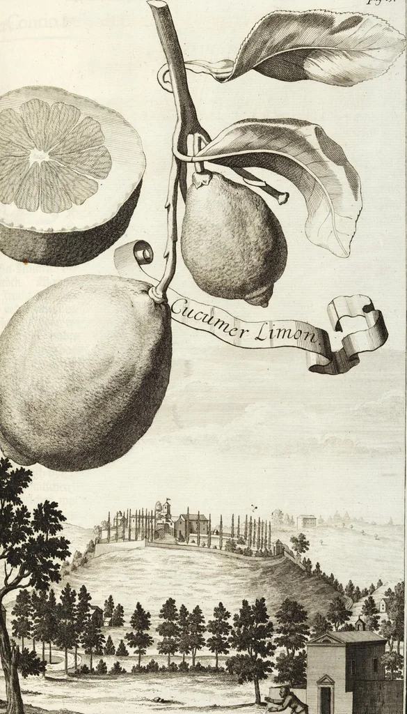 An illustration from Continvation der Nürnbergischen Hesperidvm, Oder: Fernere gründliche Beschreibung Der Edlen Citronat- Citronen- und Pomeranzen-Früchte: mit einem ausführlichen Bericht, wie solche am besten zu warten und zu erhalten seyn ; Worbei diejenigen Sorten, so theils zu Nürnberg gewachsen, theils von verschiedenen fremden Orten dahin gelanget, auf das accurateste in Kupffer gestochen und nachgezeichnet worden ; abermals in vier Theile eingetheilet, und mit gehörigen Anmerkungen erläutert, 1714, leaf 329