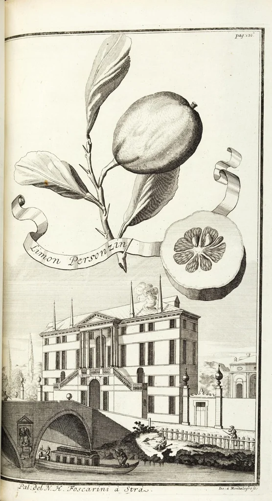 An illustration from Continvation der Nürnbergischen Hesperidvm, Oder: Fernere gründliche Beschreibung Der Edlen Citronat- Citronen- und Pomeranzen-Früchte: mit einem ausführlichen Bericht, wie solche am besten zu warten und zu erhalten seyn ; Worbei diejenigen Sorten, so theils zu Nürnberg gewachsen, theils von verschiedenen fremden Orten dahin gelanget, auf das accurateste in Kupffer gestochen und nachgezeichnet worden ; abermals in vier Theile eingetheilet, und mit gehörigen Anmerkungen erläutert, 1714, leaf 333