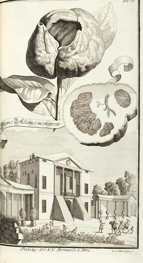 An illustration from Continvation der Nürnbergischen Hesperidvm, Oder: Fernere gründliche Beschreibung Der Edlen Citronat- Citronen- und Pomeranzen-Früchte: mit einem ausführlichen Bericht, wie solche am besten zu warten und zu erhalten seyn ; Worbei diejenigen Sorten, so theils zu Nürnberg gewachsen, theils von verschiedenen fremden Orten dahin gelanget, auf das accurateste in Kupffer gestochen und nachgezeichnet worden ; abermals in vier Theile eingetheilet, und mit gehörigen Anmerkungen erläutert, 1714, leaf 339