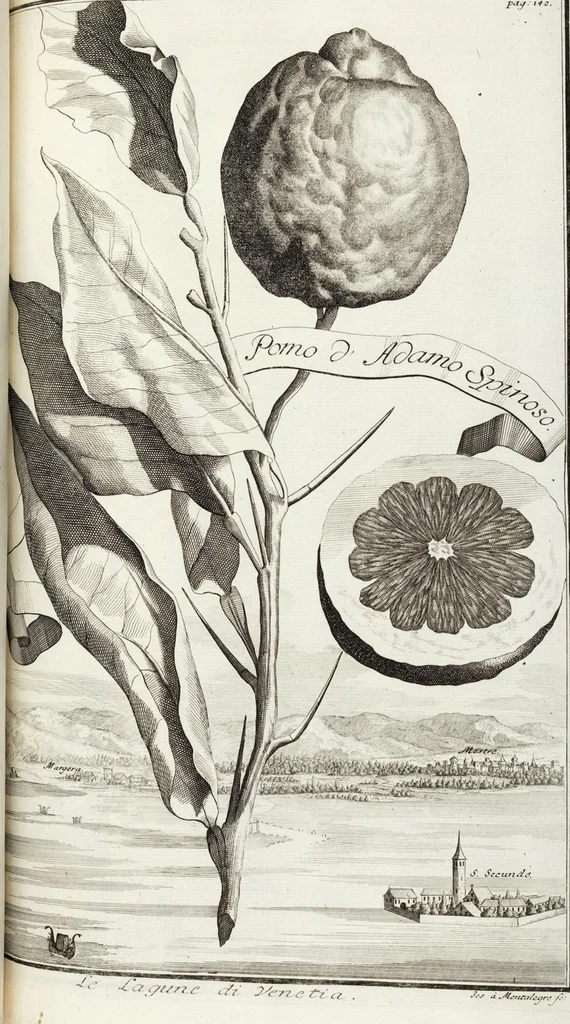 An illustration from Continvation der Nürnbergischen Hesperidvm, Oder: Fernere gründliche Beschreibung Der Edlen Citronat- Citronen- und Pomeranzen-Früchte: mit einem ausführlichen Bericht, wie solche am besten zu warten und zu erhalten seyn ; Worbei diejenigen Sorten, so theils zu Nürnberg gewachsen, theils von verschiedenen fremden Orten dahin gelanget, auf das accurateste in Kupffer gestochen und nachgezeichnet worden ; abermals in vier Theile eingetheilet, und mit gehörigen Anmerkungen erläutert, 1714, leaf 341