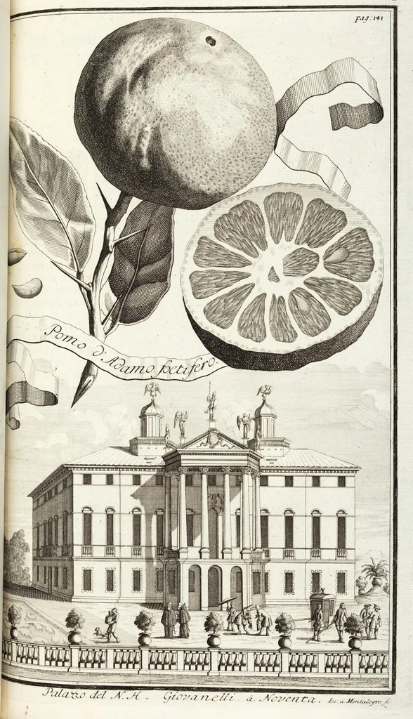 An illustration from Continvation der Nürnbergischen Hesperidvm, Oder: Fernere gründliche Beschreibung Der Edlen Citronat- Citronen- und Pomeranzen-Früchte: mit einem ausführlichen Bericht, wie solche am besten zu warten und zu erhalten seyn ; Worbei diejenigen Sorten, so theils zu Nürnberg gewachsen, theils von verschiedenen fremden Orten dahin gelanget, auf das accurateste in Kupffer gestochen und nachgezeichnet worden ; abermals in vier Theile eingetheilet, und mit gehörigen Anmerkungen erläutert, 1714, leaf 343