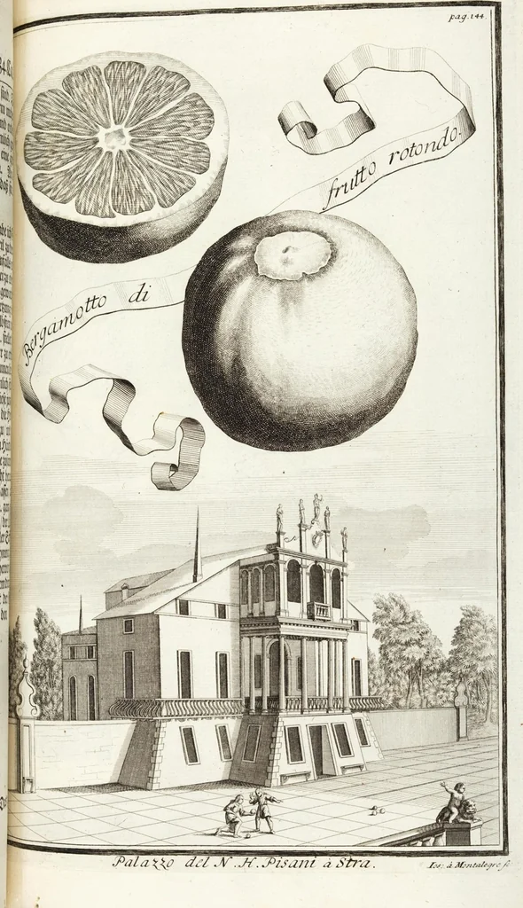 An illustration from Continvation der Nürnbergischen Hesperidvm, Oder: Fernere gründliche Beschreibung Der Edlen Citronat- Citronen- und Pomeranzen-Früchte: mit einem ausführlichen Bericht, wie solche am besten zu warten und zu erhalten seyn ; Worbei diejenigen Sorten, so theils zu Nürnberg gewachsen, theils von verschiedenen fremden Orten dahin gelanget, auf das accurateste in Kupffer gestochen und nachgezeichnet worden ; abermals in vier Theile eingetheilet, und mit gehörigen Anmerkungen erläutert, 1714, leaf 349