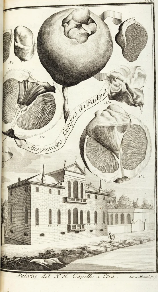 An illustration from Continvation der Nürnbergischen Hesperidvm, Oder: Fernere gründliche Beschreibung Der Edlen Citronat- Citronen- und Pomeranzen-Früchte: mit einem ausführlichen Bericht, wie solche am besten zu warten und zu erhalten seyn ; Worbei diejenigen Sorten, so theils zu Nürnberg gewachsen, theils von verschiedenen fremden Orten dahin gelanget, auf das accurateste in Kupffer gestochen und nachgezeichnet worden ; abermals in vier Theile eingetheilet, und mit gehörigen Anmerkungen erläutert, 1714, leaf 351