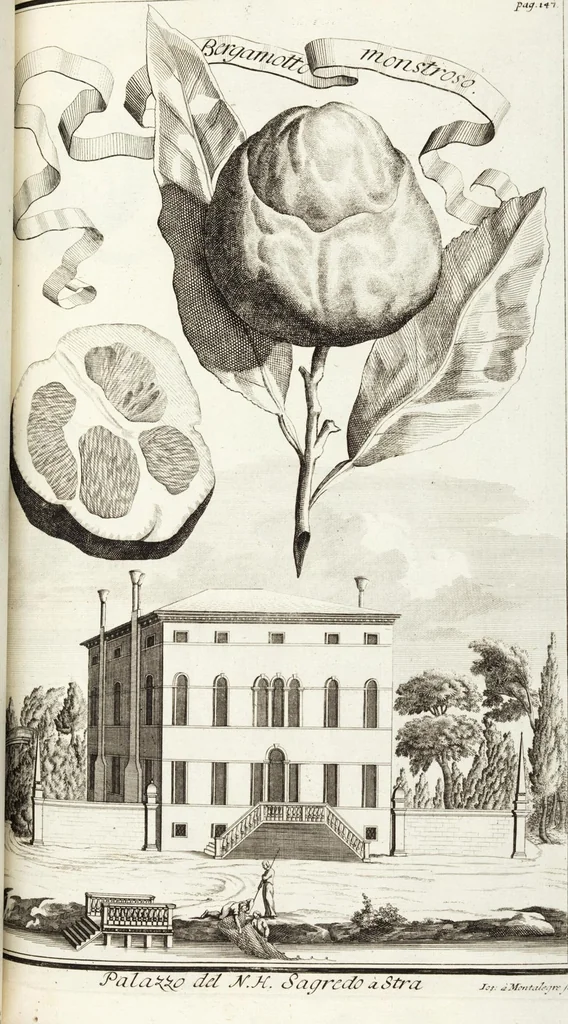 An illustration from Continvation der Nürnbergischen Hesperidvm, Oder: Fernere gründliche Beschreibung Der Edlen Citronat- Citronen- und Pomeranzen-Früchte: mit einem ausführlichen Bericht, wie solche am besten zu warten und zu erhalten seyn ; Worbei diejenigen Sorten, so theils zu Nürnberg gewachsen, theils von verschiedenen fremden Orten dahin gelanget, auf das accurateste in Kupffer gestochen und nachgezeichnet worden ; abermals in vier Theile eingetheilet, und mit gehörigen Anmerkungen erläutert, 1714, leaf 355