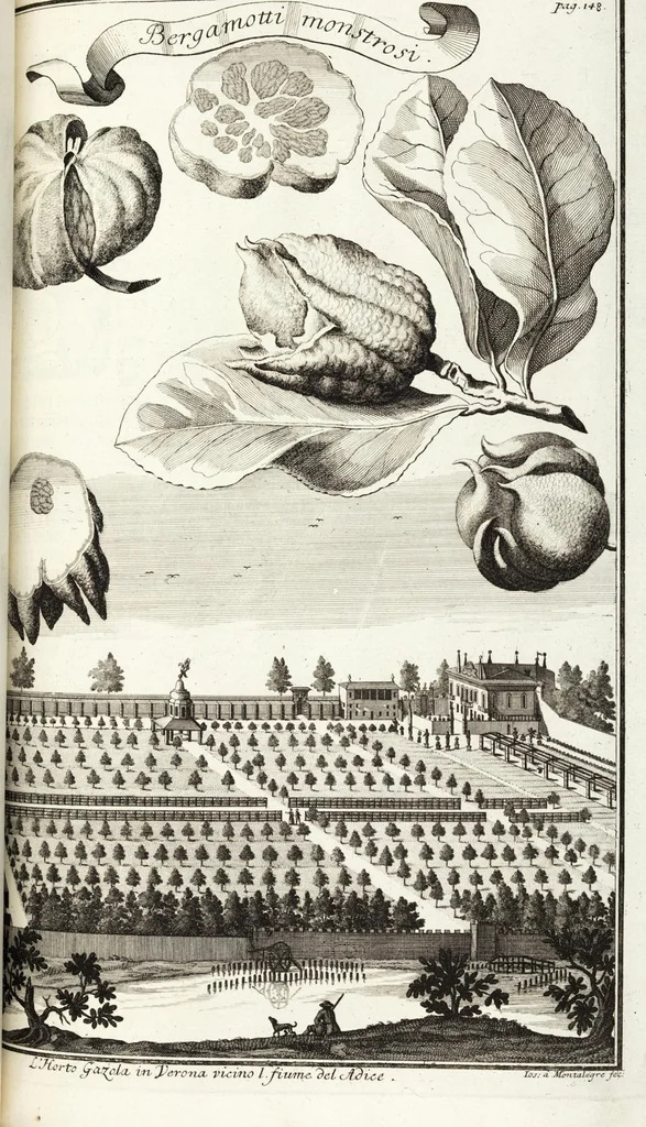 An illustration from Continvation der Nürnbergischen Hesperidvm, Oder: Fernere gründliche Beschreibung Der Edlen Citronat- Citronen- und Pomeranzen-Früchte: mit einem ausführlichen Bericht, wie solche am besten zu warten und zu erhalten seyn ; Worbei diejenigen Sorten, so theils zu Nürnberg gewachsen, theils von verschiedenen fremden Orten dahin gelanget, auf das accurateste in Kupffer gestochen und nachgezeichnet worden ; abermals in vier Theile eingetheilet, und mit gehörigen Anmerkungen erläutert, 1714, leaf 357