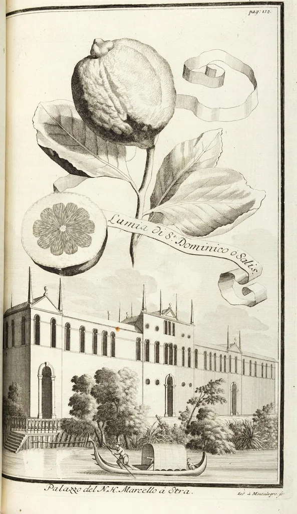 An illustration from Continvation der Nürnbergischen Hesperidvm, Oder: Fernere gründliche Beschreibung Der Edlen Citronat- Citronen- und Pomeranzen-Früchte: mit einem ausführlichen Bericht, wie solche am besten zu warten und zu erhalten seyn ; Worbei diejenigen Sorten, so theils zu Nürnberg gewachsen, theils von verschiedenen fremden Orten dahin gelanget, auf das accurateste in Kupffer gestochen und nachgezeichnet worden ; abermals in vier Theile eingetheilet, und mit gehörigen Anmerkungen erläutert, 1714, leaf 361