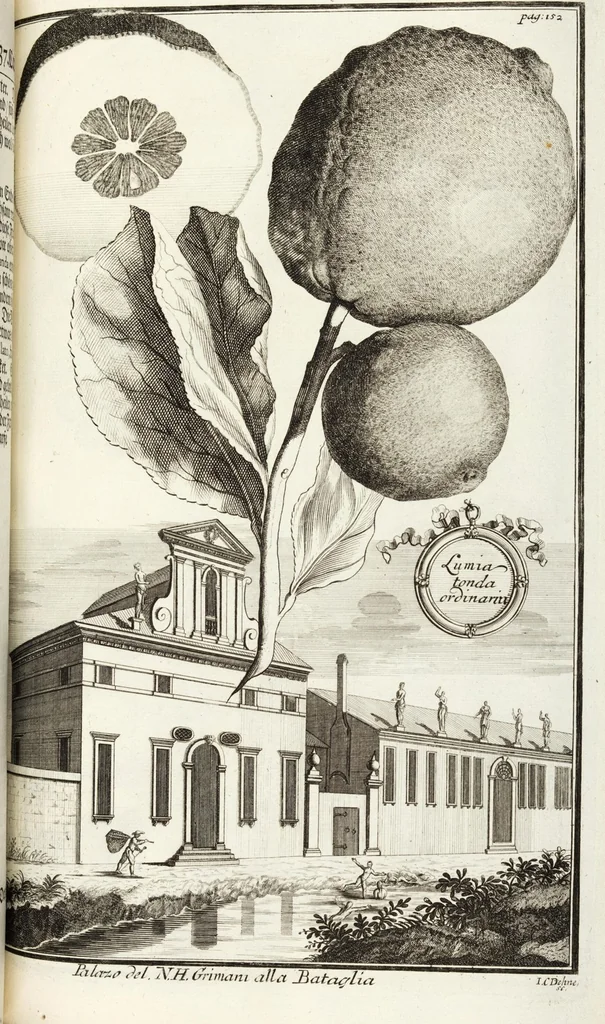 An illustration from Continvation der Nürnbergischen Hesperidvm, Oder: Fernere gründliche Beschreibung Der Edlen Citronat- Citronen- und Pomeranzen-Früchte: mit einem ausführlichen Bericht, wie solche am besten zu warten und zu erhalten seyn ; Worbei diejenigen Sorten, so theils zu Nürnberg gewachsen, theils von verschiedenen fremden Orten dahin gelanget, auf das accurateste in Kupffer gestochen und nachgezeichnet worden ; abermals in vier Theile eingetheilet, und mit gehörigen Anmerkungen erläutert, 1714, leaf 365