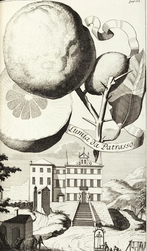 An illustration from Continvation der Nürnbergischen Hesperidvm, Oder: Fernere gründliche Beschreibung Der Edlen Citronat- Citronen- und Pomeranzen-Früchte: mit einem ausführlichen Bericht, wie solche am besten zu warten und zu erhalten seyn ; Worbei diejenigen Sorten, so theils zu Nürnberg gewachsen, theils von verschiedenen fremden Orten dahin gelanget, auf das accurateste in Kupffer gestochen und nachgezeichnet worden ; abermals in vier Theile eingetheilet, und mit gehörigen Anmerkungen erläutert, 1714, leaf 367