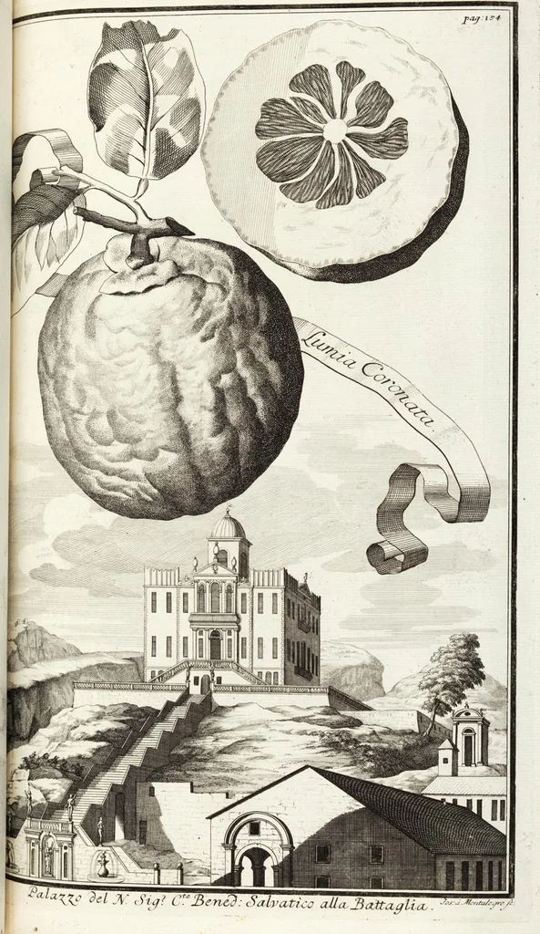An illustration from Continvation der Nürnbergischen Hesperidvm, Oder: Fernere gründliche Beschreibung Der Edlen Citronat- Citronen- und Pomeranzen-Früchte: mit einem ausführlichen Bericht, wie solche am besten zu warten und zu erhalten seyn ; Worbei diejenigen Sorten, so theils zu Nürnberg gewachsen, theils von verschiedenen fremden Orten dahin gelanget, auf das accurateste in Kupffer gestochen und nachgezeichnet worden ; abermals in vier Theile eingetheilet, und mit gehörigen Anmerkungen erläutert, 1714, leaf 369