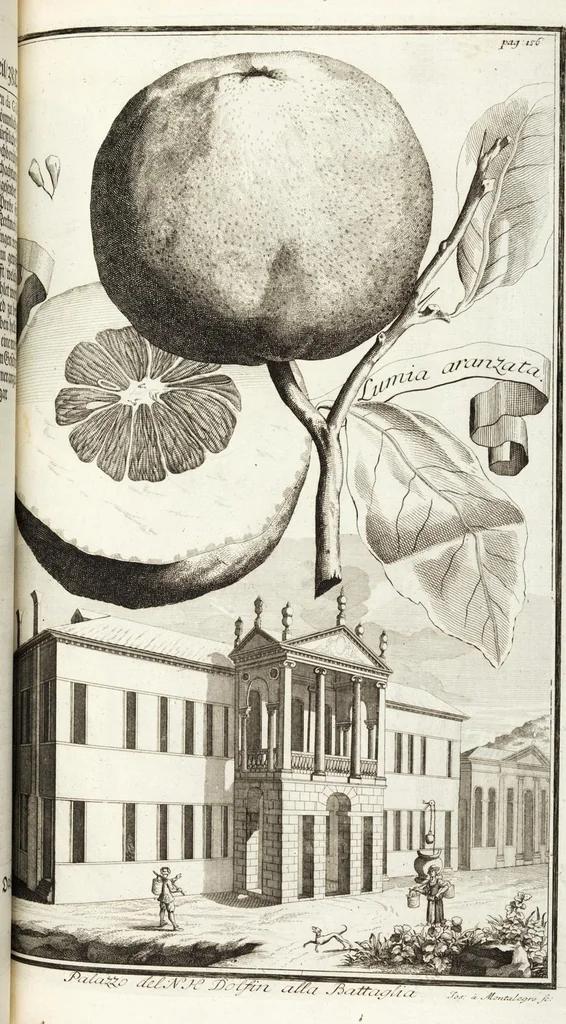 An illustration from Continvation der Nürnbergischen Hesperidvm, Oder: Fernere gründliche Beschreibung Der Edlen Citronat- Citronen- und Pomeranzen-Früchte: mit einem ausführlichen Bericht, wie solche am besten zu warten und zu erhalten seyn ; Worbei diejenigen Sorten, so theils zu Nürnberg gewachsen, theils von verschiedenen fremden Orten dahin gelanget, auf das accurateste in Kupffer gestochen und nachgezeichnet worden ; abermals in vier Theile eingetheilet, und mit gehörigen Anmerkungen erläutert, 1714, leaf 373