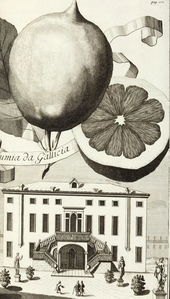 An illustration from Continvation der Nürnbergischen Hesperidvm, Oder: Fernere gründliche Beschreibung Der Edlen Citronat- Citronen- und Pomeranzen-Früchte: mit einem ausführlichen Bericht, wie solche am besten zu warten und zu erhalten seyn ; Worbei diejenigen Sorten, so theils zu Nürnberg gewachsen, theils von verschiedenen fremden Orten dahin gelanget, auf das accurateste in Kupffer gestochen und nachgezeichnet worden ; abermals in vier Theile eingetheilet, und mit gehörigen Anmerkungen erläutert, 1714, leaf 375
