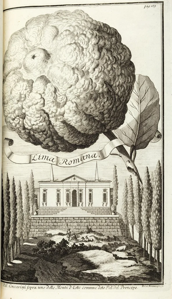 An illustration from Continvation der Nürnbergischen Hesperidvm, Oder: Fernere gründliche Beschreibung Der Edlen Citronat- Citronen- und Pomeranzen-Früchte: mit einem ausführlichen Bericht, wie solche am besten zu warten und zu erhalten seyn ; Worbei diejenigen Sorten, so theils zu Nürnberg gewachsen, theils von verschiedenen fremden Orten dahin gelanget, auf das accurateste in Kupffer gestochen und nachgezeichnet worden ; abermals in vier Theile eingetheilet, und mit gehörigen Anmerkungen erläutert, 1714, leaf 379