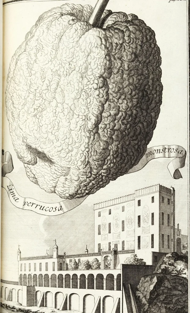 An illustration from Continvation der Nürnbergischen Hesperidvm, Oder: Fernere gründliche Beschreibung Der Edlen Citronat- Citronen- und Pomeranzen-Früchte: mit einem ausführlichen Bericht, wie solche am besten zu warten und zu erhalten seyn ; Worbei diejenigen Sorten, so theils zu Nürnberg gewachsen, theils von verschiedenen fremden Orten dahin gelanget, auf das accurateste in Kupffer gestochen und nachgezeichnet worden ; abermals in vier Theile eingetheilet, und mit gehörigen Anmerkungen erläutert, 1714, leaf 385