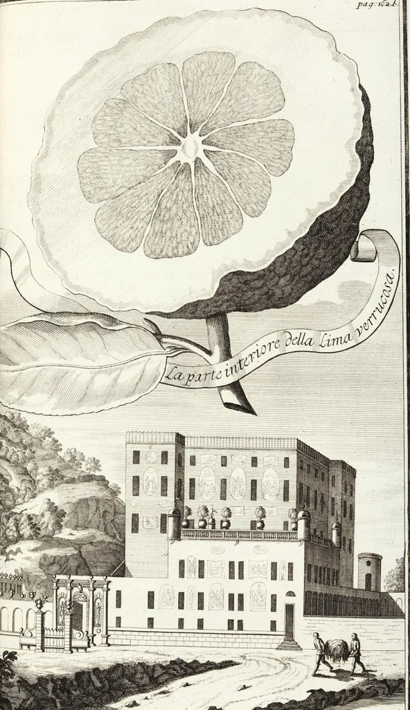 An illustration from Continvation der Nürnbergischen Hesperidvm, Oder: Fernere gründliche Beschreibung Der Edlen Citronat- Citronen- und Pomeranzen-Früchte: mit einem ausführlichen Bericht, wie solche am besten zu warten und zu erhalten seyn ; Worbei diejenigen Sorten, so theils zu Nürnberg gewachsen, theils von verschiedenen fremden Orten dahin gelanget, auf das accurateste in Kupffer gestochen und nachgezeichnet worden ; abermals in vier Theile eingetheilet, und mit gehörigen Anmerkungen erläutert, 1714, leaf 387