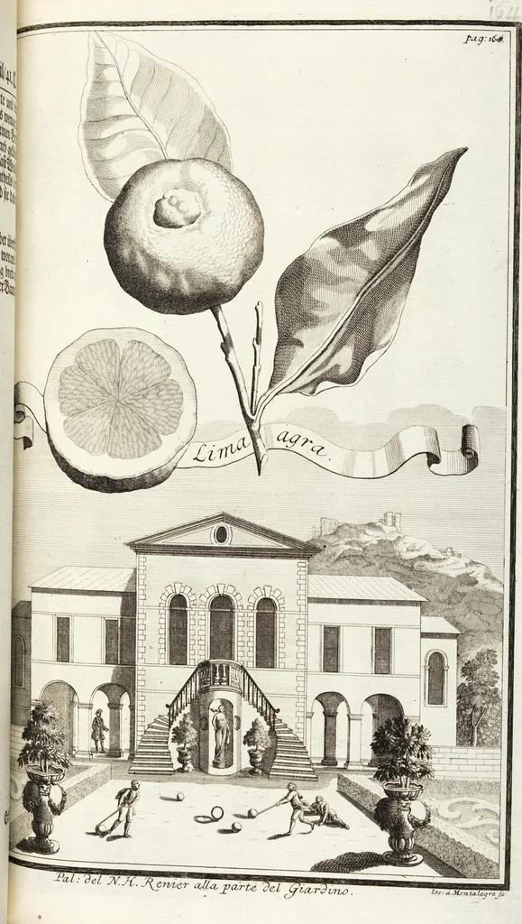 An illustration from Continvation der Nürnbergischen Hesperidvm, Oder: Fernere gründliche Beschreibung Der Edlen Citronat- Citronen- und Pomeranzen-Früchte: mit einem ausführlichen Bericht, wie solche am besten zu warten und zu erhalten seyn ; Worbei diejenigen Sorten, so theils zu Nürnberg gewachsen, theils von verschiedenen fremden Orten dahin gelanget, auf das accurateste in Kupffer gestochen und nachgezeichnet worden ; abermals in vier Theile eingetheilet, und mit gehörigen Anmerkungen erläutert, 1714, leaf 391
