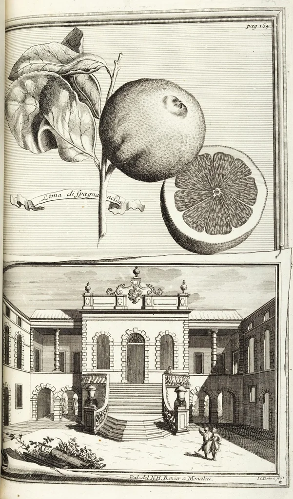An illustration from Continvation der Nürnbergischen Hesperidvm, Oder: Fernere gründliche Beschreibung Der Edlen Citronat- Citronen- und Pomeranzen-Früchte: mit einem ausführlichen Bericht, wie solche am besten zu warten und zu erhalten seyn ; Worbei diejenigen Sorten, so theils zu Nürnberg gewachsen, theils von verschiedenen fremden Orten dahin gelanget, auf das accurateste in Kupffer gestochen und nachgezeichnet worden ; abermals in vier Theile eingetheilet, und mit gehörigen Anmerkungen erläutert, 1714, leaf 393
