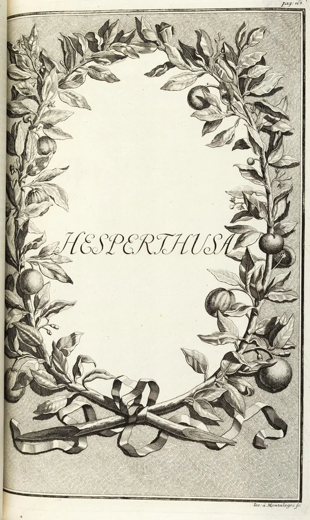 An illustration from Continvation der Nürnbergischen Hesperidvm, Oder: Fernere gründliche Beschreibung Der Edlen Citronat- Citronen- und Pomeranzen-Früchte: mit einem ausführlichen Bericht, wie solche am besten zu warten und zu erhalten seyn ; Worbei diejenigen Sorten, so theils zu Nürnberg gewachsen, theils von verschiedenen fremden Orten dahin gelanget, auf das accurateste in Kupffer gestochen und nachgezeichnet worden ; abermals in vier Theile eingetheilet, und mit gehörigen Anmerkungen erläutert, 1714, leaf 397