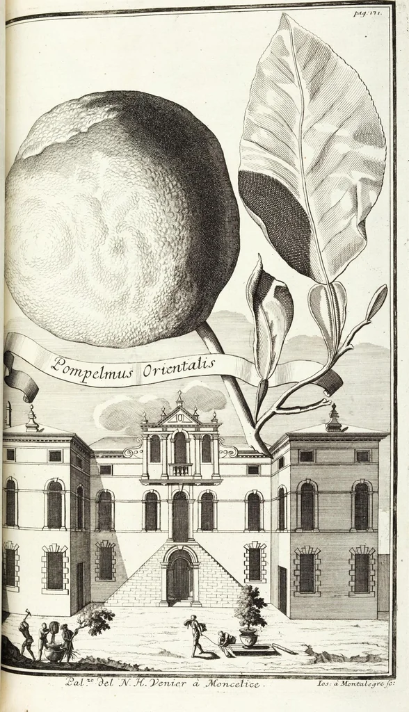 An illustration from Continvation der Nürnbergischen Hesperidvm, Oder: Fernere gründliche Beschreibung Der Edlen Citronat- Citronen- und Pomeranzen-Früchte: mit einem ausführlichen Bericht, wie solche am besten zu warten und zu erhalten seyn ; Worbei diejenigen Sorten, so theils zu Nürnberg gewachsen, theils von verschiedenen fremden Orten dahin gelanget, auf das accurateste in Kupffer gestochen und nachgezeichnet worden ; abermals in vier Theile eingetheilet, und mit gehörigen Anmerkungen erläutert, 1714, leaf 405