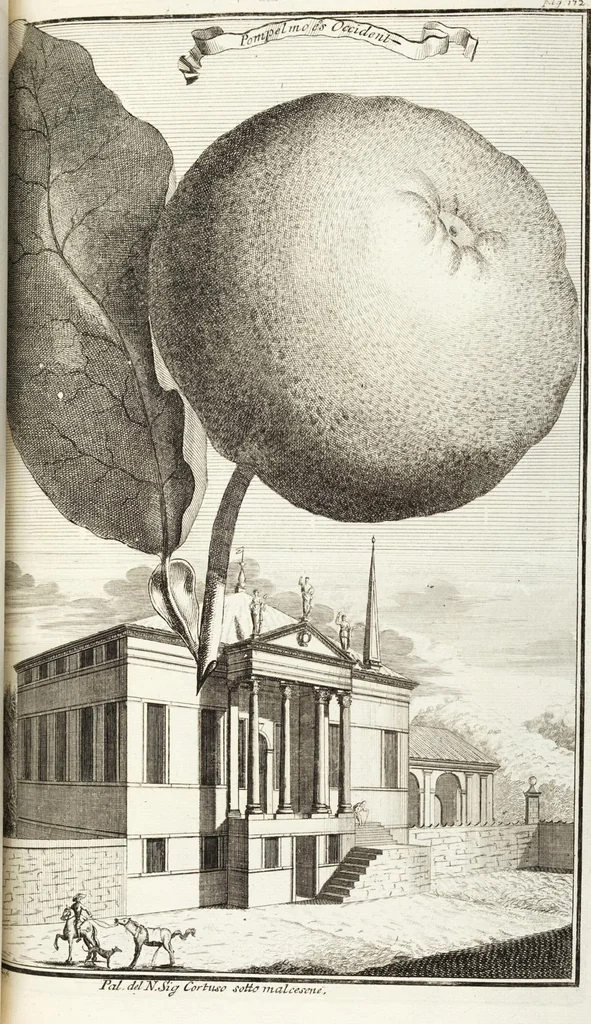 An illustration from Continvation der Nürnbergischen Hesperidvm, Oder: Fernere gründliche Beschreibung Der Edlen Citronat- Citronen- und Pomeranzen-Früchte: mit einem ausführlichen Bericht, wie solche am besten zu warten und zu erhalten seyn ; Worbei diejenigen Sorten, so theils zu Nürnberg gewachsen, theils von verschiedenen fremden Orten dahin gelanget, auf das accurateste in Kupffer gestochen und nachgezeichnet worden ; abermals in vier Theile eingetheilet, und mit gehörigen Anmerkungen erläutert, 1714, leaf 407
