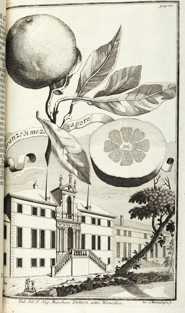 An illustration from Continvation der Nürnbergischen Hesperidvm, Oder: Fernere gründliche Beschreibung Der Edlen Citronat- Citronen- und Pomeranzen-Früchte: mit einem ausführlichen Bericht, wie solche am besten zu warten und zu erhalten seyn ; Worbei diejenigen Sorten, so theils zu Nürnberg gewachsen, theils von verschiedenen fremden Orten dahin gelanget, auf das accurateste in Kupffer gestochen und nachgezeichnet worden ; abermals in vier Theile eingetheilet, und mit gehörigen Anmerkungen erläutert, 1714, leaf 413