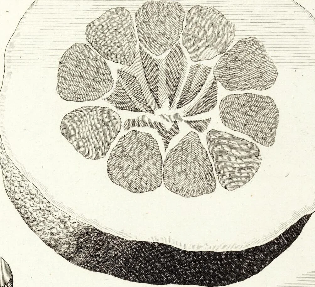 An illustration from Continvation der Nürnbergischen Hesperidvm, Oder: Fernere gründliche Beschreibung Der Edlen Citronat- Citronen- und Pomeranzen-Früchte: mit einem ausführlichen Bericht, wie solche am besten zu warten und zu erhalten seyn ; Worbei diejenigen Sorten, so theils zu Nürnberg gewachsen, theils von verschiedenen fremden Orten dahin gelanget, auf das accurateste in Kupffer gestochen und nachgezeichnet worden ; abermals in vier Theile eingetheilet, und mit gehörigen Anmerkungen erläutert, 1714, leaf 417