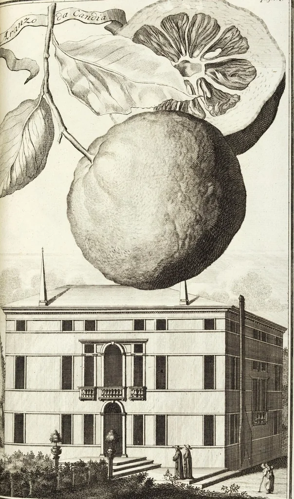 An illustration from Continvation der Nürnbergischen Hesperidvm, Oder: Fernere gründliche Beschreibung Der Edlen Citronat- Citronen- und Pomeranzen-Früchte: mit einem ausführlichen Bericht, wie solche am besten zu warten und zu erhalten seyn ; Worbei diejenigen Sorten, so theils zu Nürnberg gewachsen, theils von verschiedenen fremden Orten dahin gelanget, auf das accurateste in Kupffer gestochen und nachgezeichnet worden ; abermals in vier Theile eingetheilet, und mit gehörigen Anmerkungen erläutert, 1714, leaf 421