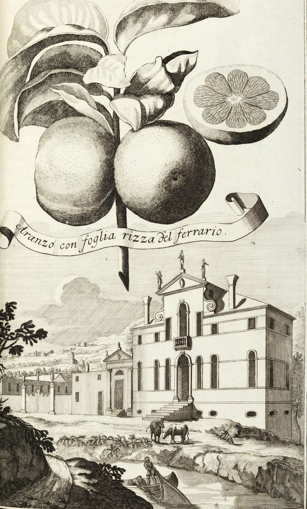 An illustration from Continvation der Nürnbergischen Hesperidvm, Oder: Fernere gründliche Beschreibung Der Edlen Citronat- Citronen- und Pomeranzen-Früchte: mit einem ausführlichen Bericht, wie solche am besten zu warten und zu erhalten seyn ; Worbei diejenigen Sorten, so theils zu Nürnberg gewachsen, theils von verschiedenen fremden Orten dahin gelanget, auf das accurateste in Kupffer gestochen und nachgezeichnet worden ; abermals in vier Theile eingetheilet, und mit gehörigen Anmerkungen erläutert, 1714, leaf 423