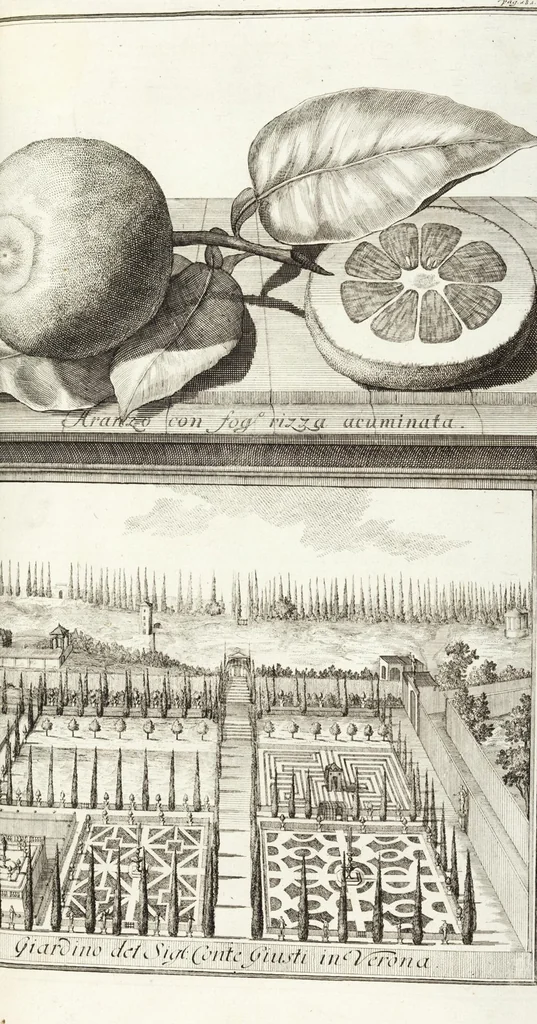 An illustration from Continvation der Nürnbergischen Hesperidvm, Oder: Fernere gründliche Beschreibung Der Edlen Citronat- Citronen- und Pomeranzen-Früchte: mit einem ausführlichen Bericht, wie solche am besten zu warten und zu erhalten seyn ; Worbei diejenigen Sorten, so theils zu Nürnberg gewachsen, theils von verschiedenen fremden Orten dahin gelanget, auf das accurateste in Kupffer gestochen und nachgezeichnet worden ; abermals in vier Theile eingetheilet, und mit gehörigen Anmerkungen erläutert, 1714, leaf 427