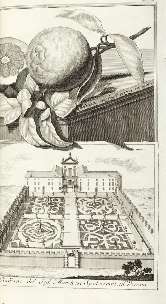 An illustration from Continvation der Nürnbergischen Hesperidvm, Oder: Fernere gründliche Beschreibung Der Edlen Citronat- Citronen- und Pomeranzen-Früchte: mit einem ausführlichen Bericht, wie solche am besten zu warten und zu erhalten seyn ; Worbei diejenigen Sorten, so theils zu Nürnberg gewachsen, theils von verschiedenen fremden Orten dahin gelanget, auf das accurateste in Kupffer gestochen und nachgezeichnet worden ; abermals in vier Theile eingetheilet, und mit gehörigen Anmerkungen erläutert, 1714, leaf 429