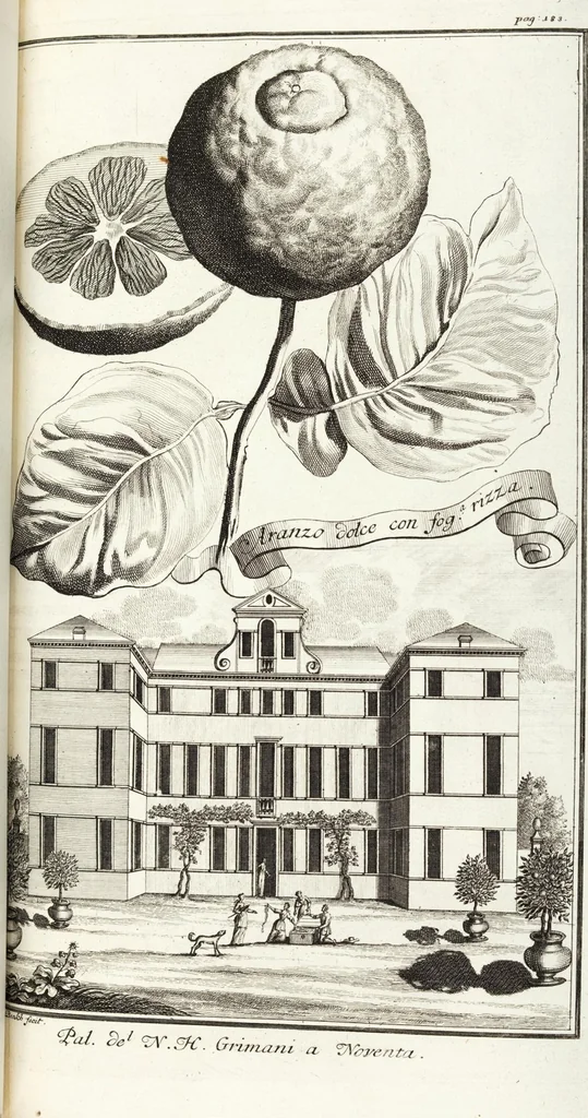 An illustration from Continvation der Nürnbergischen Hesperidvm, Oder: Fernere gründliche Beschreibung Der Edlen Citronat- Citronen- und Pomeranzen-Früchte: mit einem ausführlichen Bericht, wie solche am besten zu warten und zu erhalten seyn ; Worbei diejenigen Sorten, so theils zu Nürnberg gewachsen, theils von verschiedenen fremden Orten dahin gelanget, auf das accurateste in Kupffer gestochen und nachgezeichnet worden ; abermals in vier Theile eingetheilet, und mit gehörigen Anmerkungen erläutert, 1714, leaf 431
