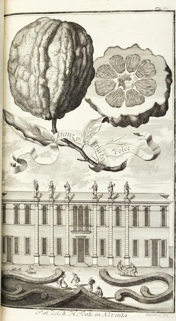 An illustration from Continvation der Nürnbergischen Hesperidvm, Oder: Fernere gründliche Beschreibung Der Edlen Citronat- Citronen- und Pomeranzen-Früchte: mit einem ausführlichen Bericht, wie solche am besten zu warten und zu erhalten seyn ; Worbei diejenigen Sorten, so theils zu Nürnberg gewachsen, theils von verschiedenen fremden Orten dahin gelanget, auf das accurateste in Kupffer gestochen und nachgezeichnet worden ; abermals in vier Theile eingetheilet, und mit gehörigen Anmerkungen erläutert, 1714, leaf 435