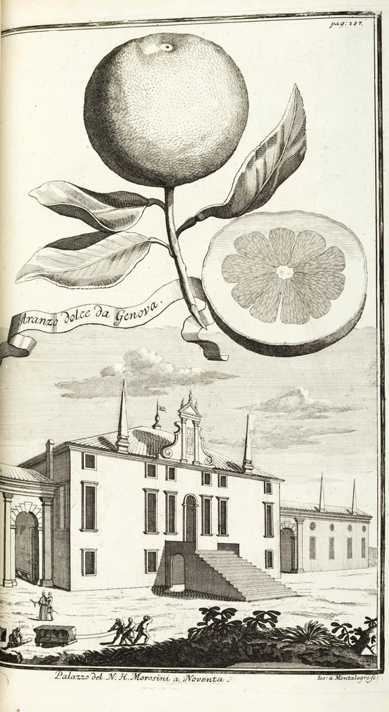 An illustration from Continvation der Nürnbergischen Hesperidvm, Oder: Fernere gründliche Beschreibung Der Edlen Citronat- Citronen- und Pomeranzen-Früchte: mit einem ausführlichen Bericht, wie solche am besten zu warten und zu erhalten seyn ; Worbei diejenigen Sorten, so theils zu Nürnberg gewachsen, theils von verschiedenen fremden Orten dahin gelanget, auf das accurateste in Kupffer gestochen und nachgezeichnet worden ; abermals in vier Theile eingetheilet, und mit gehörigen Anmerkungen erläutert, 1714, leaf 439