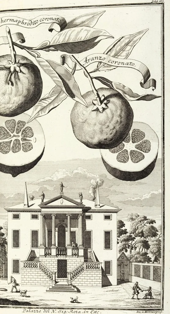 An illustration from Continvation der Nürnbergischen Hesperidvm, Oder: Fernere gründliche Beschreibung Der Edlen Citronat- Citronen- und Pomeranzen-Früchte: mit einem ausführlichen Bericht, wie solche am besten zu warten und zu erhalten seyn ; Worbei diejenigen Sorten, so theils zu Nürnberg gewachsen, theils von verschiedenen fremden Orten dahin gelanget, auf das accurateste in Kupffer gestochen und nachgezeichnet worden ; abermals in vier Theile eingetheilet, und mit gehörigen Anmerkungen erläutert, 1714, leaf 443