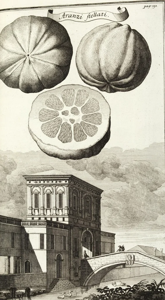 An illustration from Continvation der Nürnbergischen Hesperidvm, Oder: Fernere gründliche Beschreibung Der Edlen Citronat- Citronen- und Pomeranzen-Früchte: mit einem ausführlichen Bericht, wie solche am besten zu warten und zu erhalten seyn ; Worbei diejenigen Sorten, so theils zu Nürnberg gewachsen, theils von verschiedenen fremden Orten dahin gelanget, auf das accurateste in Kupffer gestochen und nachgezeichnet worden ; abermals in vier Theile eingetheilet, und mit gehörigen Anmerkungen erläutert, 1714, leaf 447