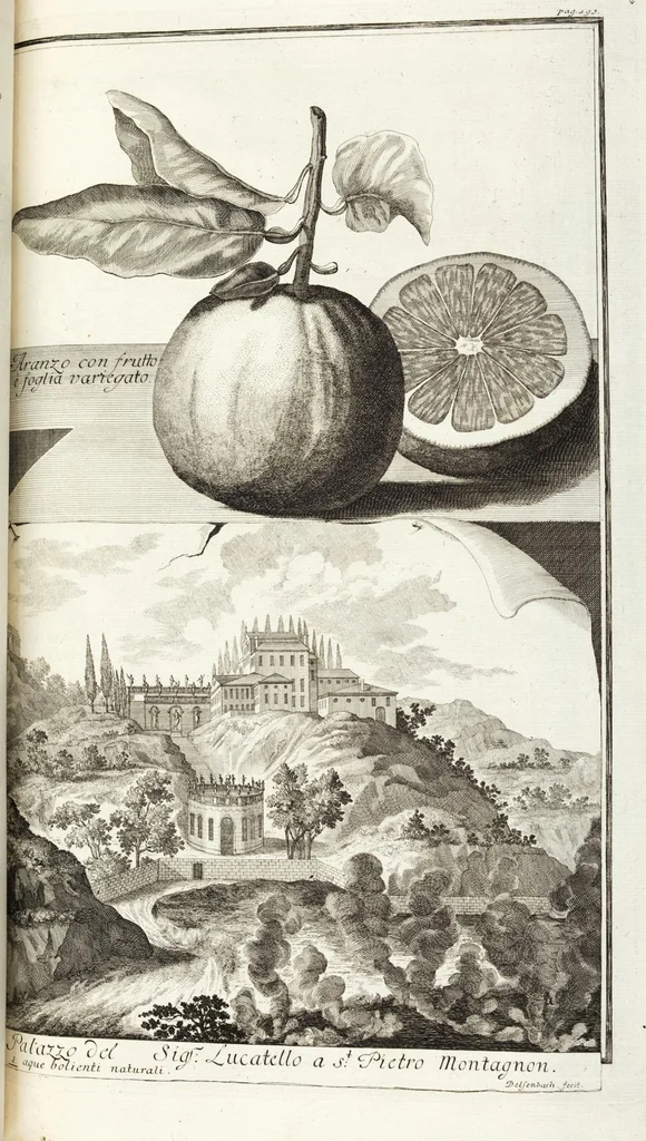 An illustration from Continvation der Nürnbergischen Hesperidvm, Oder: Fernere gründliche Beschreibung Der Edlen Citronat- Citronen- und Pomeranzen-Früchte: mit einem ausführlichen Bericht, wie solche am besten zu warten und zu erhalten seyn ; Worbei diejenigen Sorten, so theils zu Nürnberg gewachsen, theils von verschiedenen fremden Orten dahin gelanget, auf das accurateste in Kupffer gestochen und nachgezeichnet worden ; abermals in vier Theile eingetheilet, und mit gehörigen Anmerkungen erläutert, 1714, leaf 451