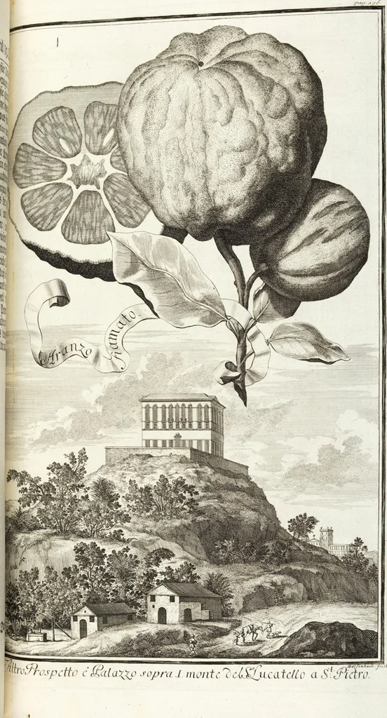 An illustration from Continvation der Nürnbergischen Hesperidvm, Oder: Fernere gründliche Beschreibung Der Edlen Citronat- Citronen- und Pomeranzen-Früchte: mit einem ausführlichen Bericht, wie solche am besten zu warten und zu erhalten seyn ; Worbei diejenigen Sorten, so theils zu Nürnberg gewachsen, theils von verschiedenen fremden Orten dahin gelanget, auf das accurateste in Kupffer gestochen und nachgezeichnet worden ; abermals in vier Theile eingetheilet, und mit gehörigen Anmerkungen erläutert, 1714, leaf 457