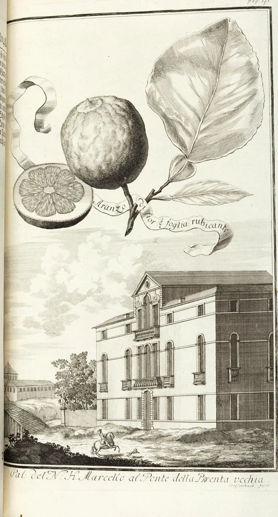 An illustration from Continvation der Nürnbergischen Hesperidvm, Oder: Fernere gründliche Beschreibung Der Edlen Citronat- Citronen- und Pomeranzen-Früchte: mit einem ausführlichen Bericht, wie solche am besten zu warten und zu erhalten seyn ; Worbei diejenigen Sorten, so theils zu Nürnberg gewachsen, theils von verschiedenen fremden Orten dahin gelanget, auf das accurateste in Kupffer gestochen und nachgezeichnet worden ; abermals in vier Theile eingetheilet, und mit gehörigen Anmerkungen erläutert, 1714, leaf 461