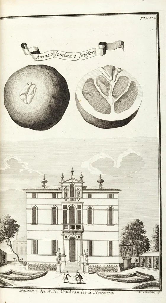 An illustration from Continvation der Nürnbergischen Hesperidvm, Oder: Fernere gründliche Beschreibung Der Edlen Citronat- Citronen- und Pomeranzen-Früchte: mit einem ausführlichen Bericht, wie solche am besten zu warten und zu erhalten seyn ; Worbei diejenigen Sorten, so theils zu Nürnberg gewachsen, theils von verschiedenen fremden Orten dahin gelanget, auf das accurateste in Kupffer gestochen und nachgezeichnet worden ; abermals in vier Theile eingetheilet, und mit gehörigen Anmerkungen erläutert, 1714, leaf 465