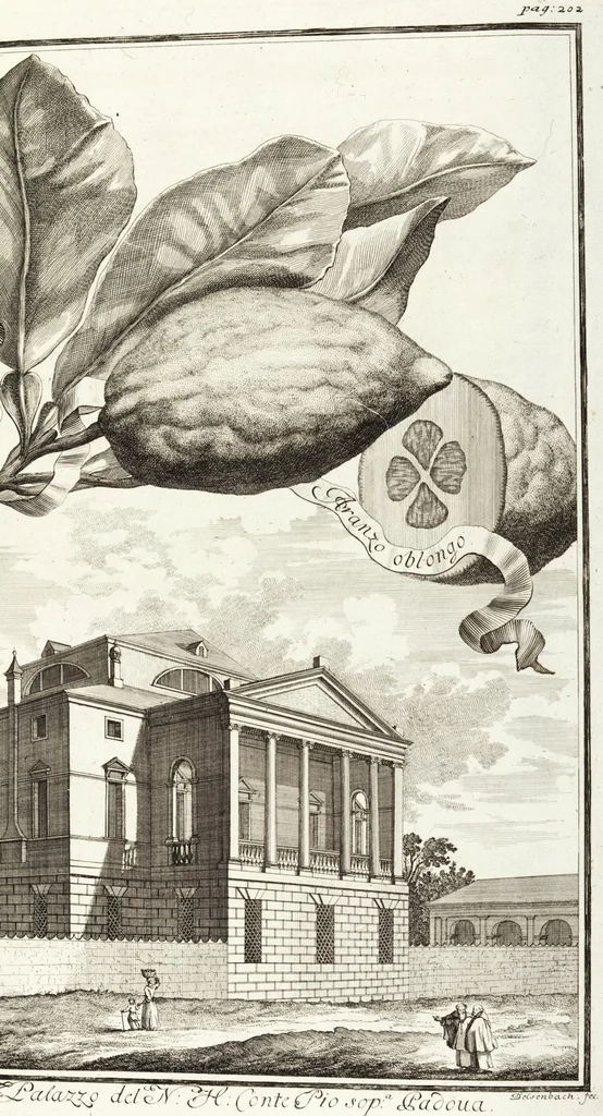 An illustration from Continvation der Nürnbergischen Hesperidvm, Oder: Fernere gründliche Beschreibung Der Edlen Citronat- Citronen- und Pomeranzen-Früchte: mit einem ausführlichen Bericht, wie solche am besten zu warten und zu erhalten seyn ; Worbei diejenigen Sorten, so theils zu Nürnberg gewachsen, theils von verschiedenen fremden Orten dahin gelanget, auf das accurateste in Kupffer gestochen und nachgezeichnet worden ; abermals in vier Theile eingetheilet, und mit gehörigen Anmerkungen erläutert, 1714, leaf 469
