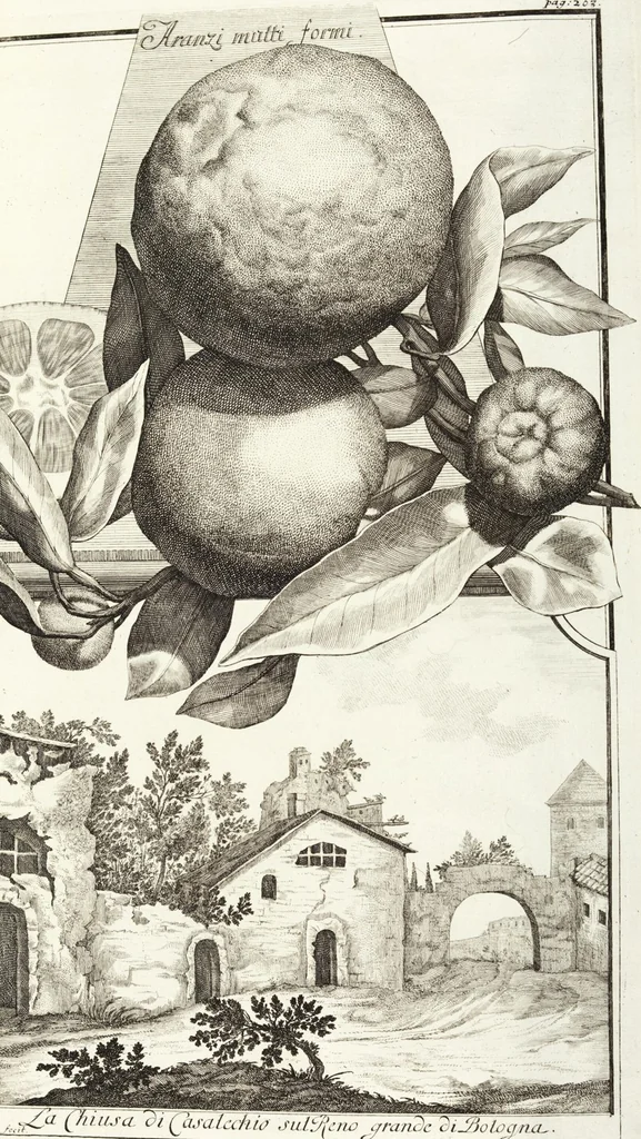 An illustration from Continvation der Nürnbergischen Hesperidvm, Oder: Fernere gründliche Beschreibung Der Edlen Citronat- Citronen- und Pomeranzen-Früchte: mit einem ausführlichen Bericht, wie solche am besten zu warten und zu erhalten seyn ; Worbei diejenigen Sorten, so theils zu Nürnberg gewachsen, theils von verschiedenen fremden Orten dahin gelanget, auf das accurateste in Kupffer gestochen und nachgezeichnet worden ; abermals in vier Theile eingetheilet, und mit gehörigen Anmerkungen erläutert, 1714, leaf 471