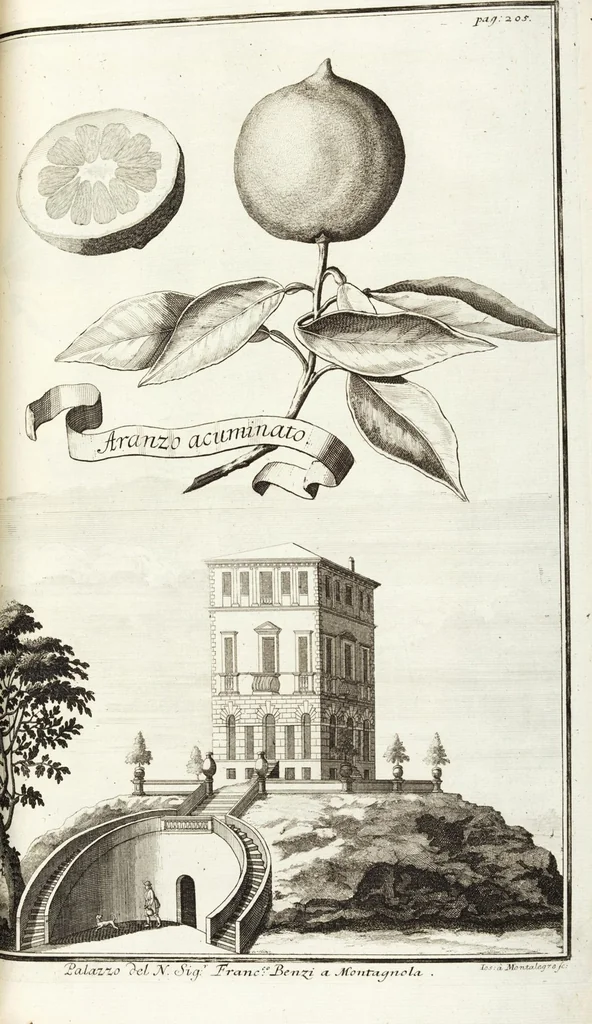 An illustration from Continvation der Nürnbergischen Hesperidvm, Oder: Fernere gründliche Beschreibung Der Edlen Citronat- Citronen- und Pomeranzen-Früchte: mit einem ausführlichen Bericht, wie solche am besten zu warten und zu erhalten seyn ; Worbei diejenigen Sorten, so theils zu Nürnberg gewachsen, theils von verschiedenen fremden Orten dahin gelanget, auf das accurateste in Kupffer gestochen und nachgezeichnet worden ; abermals in vier Theile eingetheilet, und mit gehörigen Anmerkungen erläutert, 1714, leaf 475