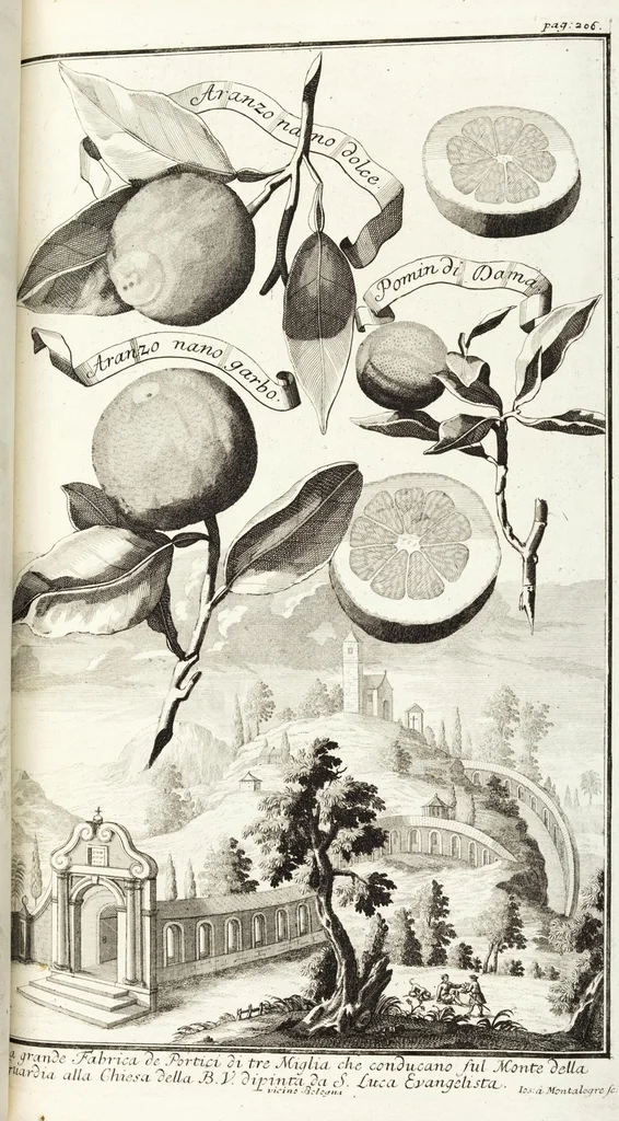 An illustration from Continvation der Nürnbergischen Hesperidvm, Oder: Fernere gründliche Beschreibung Der Edlen Citronat- Citronen- und Pomeranzen-Früchte: mit einem ausführlichen Bericht, wie solche am besten zu warten und zu erhalten seyn ; Worbei diejenigen Sorten, so theils zu Nürnberg gewachsen, theils von verschiedenen fremden Orten dahin gelanget, auf das accurateste in Kupffer gestochen und nachgezeichnet worden ; abermals in vier Theile eingetheilet, und mit gehörigen Anmerkungen erläutert, 1714, leaf 477