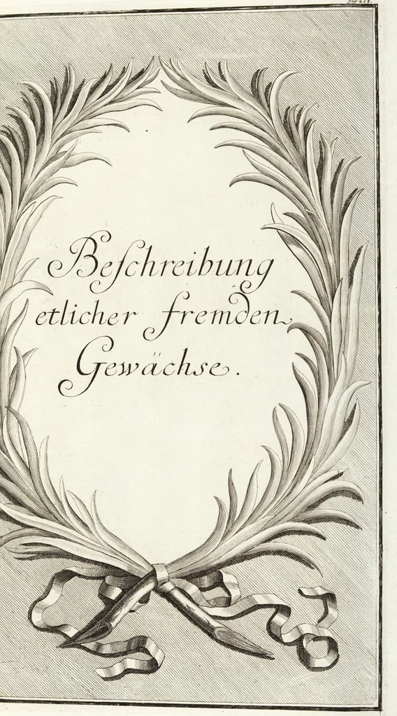 An illustration from Continvation der Nürnbergischen Hesperidvm, Oder: Fernere gründliche Beschreibung Der Edlen Citronat- Citronen- und Pomeranzen-Früchte: mit einem ausführlichen Bericht, wie solche am besten zu warten und zu erhalten seyn ; Worbei diejenigen Sorten, so theils zu Nürnberg gewachsen, theils von verschiedenen fremden Orten dahin gelanget, auf das accurateste in Kupffer gestochen und nachgezeichnet worden ; abermals in vier Theile eingetheilet, und mit gehörigen Anmerkungen erläutert, 1714, leaf 481