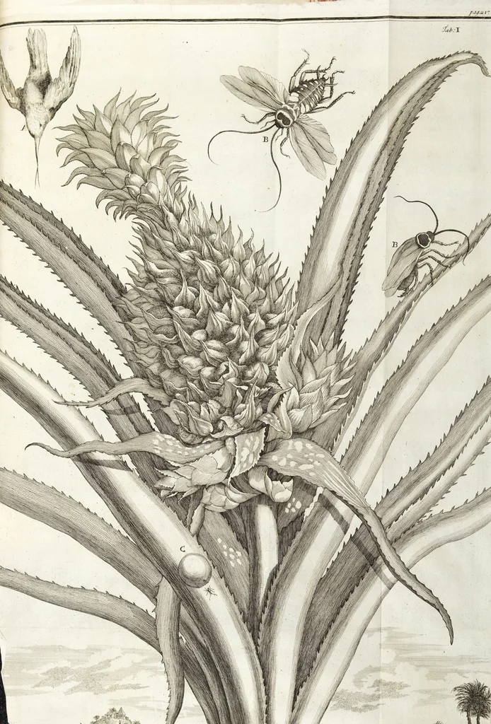 An illustration from Continvation der Nürnbergischen Hesperidvm, Oder: Fernere gründliche Beschreibung Der Edlen Citronat- Citronen- und Pomeranzen-Früchte: mit einem ausführlichen Bericht, wie solche am besten zu warten und zu erhalten seyn ; Worbei diejenigen Sorten, so theils zu Nürnberg gewachsen, theils von verschiedenen fremden Orten dahin gelanget, auf das accurateste in Kupffer gestochen und nachgezeichnet worden ; abermals in vier Theile eingetheilet, und mit gehörigen Anmerkungen erläutert, 1714, leaf 499