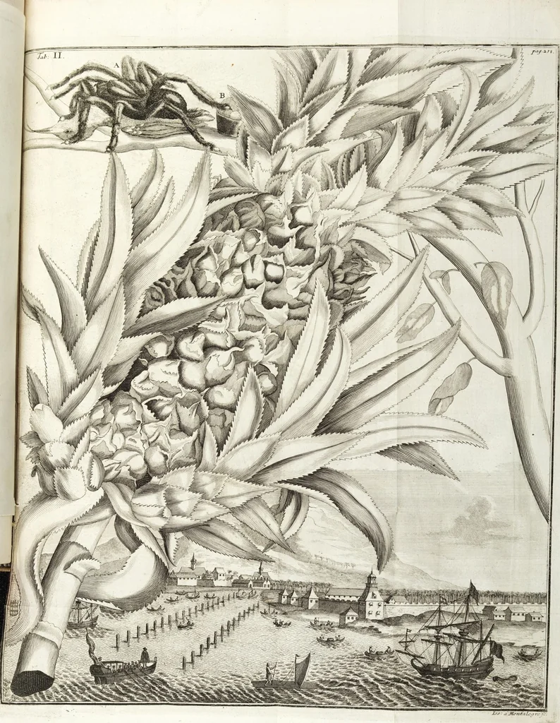 An illustration from Continvation der Nürnbergischen Hesperidvm, Oder: Fernere gründliche Beschreibung Der Edlen Citronat- Citronen- und Pomeranzen-Früchte: mit einem ausführlichen Bericht, wie solche am besten zu warten und zu erhalten seyn ; Worbei diejenigen Sorten, so theils zu Nürnberg gewachsen, theils von verschiedenen fremden Orten dahin gelanget, auf das accurateste in Kupffer gestochen und nachgezeichnet worden ; abermals in vier Theile eingetheilet, und mit gehörigen Anmerkungen erläutert, 1714, leaf 501