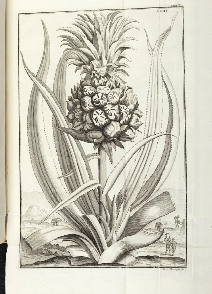 An illustration from Continvation der Nürnbergischen Hesperidvm, Oder: Fernere gründliche Beschreibung Der Edlen Citronat- Citronen- und Pomeranzen-Früchte: mit einem ausführlichen Bericht, wie solche am besten zu warten und zu erhalten seyn ; Worbei diejenigen Sorten, so theils zu Nürnberg gewachsen, theils von verschiedenen fremden Orten dahin gelanget, auf das accurateste in Kupffer gestochen und nachgezeichnet worden ; abermals in vier Theile eingetheilet, und mit gehörigen Anmerkungen erläutert, 1714, leaf 503