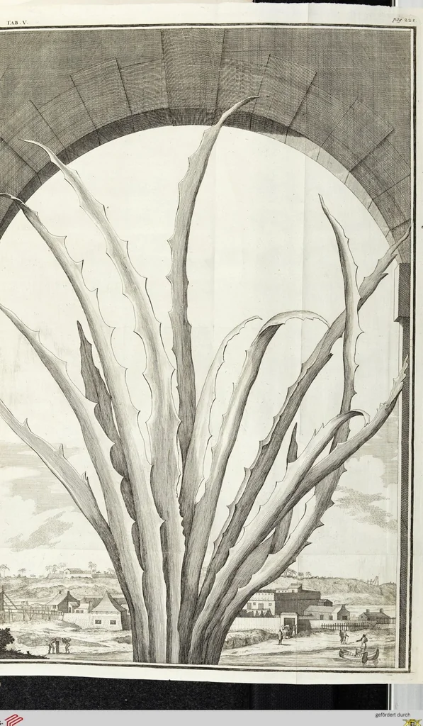 An illustration from Continvation der Nürnbergischen Hesperidvm, Oder: Fernere gründliche Beschreibung Der Edlen Citronat- Citronen- und Pomeranzen-Früchte: mit einem ausführlichen Bericht, wie solche am besten zu warten und zu erhalten seyn ; Worbei diejenigen Sorten, so theils zu Nürnberg gewachsen, theils von verschiedenen fremden Orten dahin gelanget, auf das accurateste in Kupffer gestochen und nachgezeichnet worden ; abermals in vier Theile eingetheilet, und mit gehörigen Anmerkungen erläutert, 1714, leaf 507