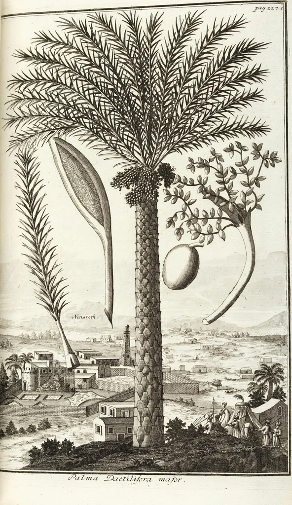 An illustration from Continvation der Nürnbergischen Hesperidvm, Oder: Fernere gründliche Beschreibung Der Edlen Citronat- Citronen- und Pomeranzen-Früchte: mit einem ausführlichen Bericht, wie solche am besten zu warten und zu erhalten seyn ; Worbei diejenigen Sorten, so theils zu Nürnberg gewachsen, theils von verschiedenen fremden Orten dahin gelanget, auf das accurateste in Kupffer gestochen und nachgezeichnet worden ; abermals in vier Theile eingetheilet, und mit gehörigen Anmerkungen erläutert, 1714, leaf 519