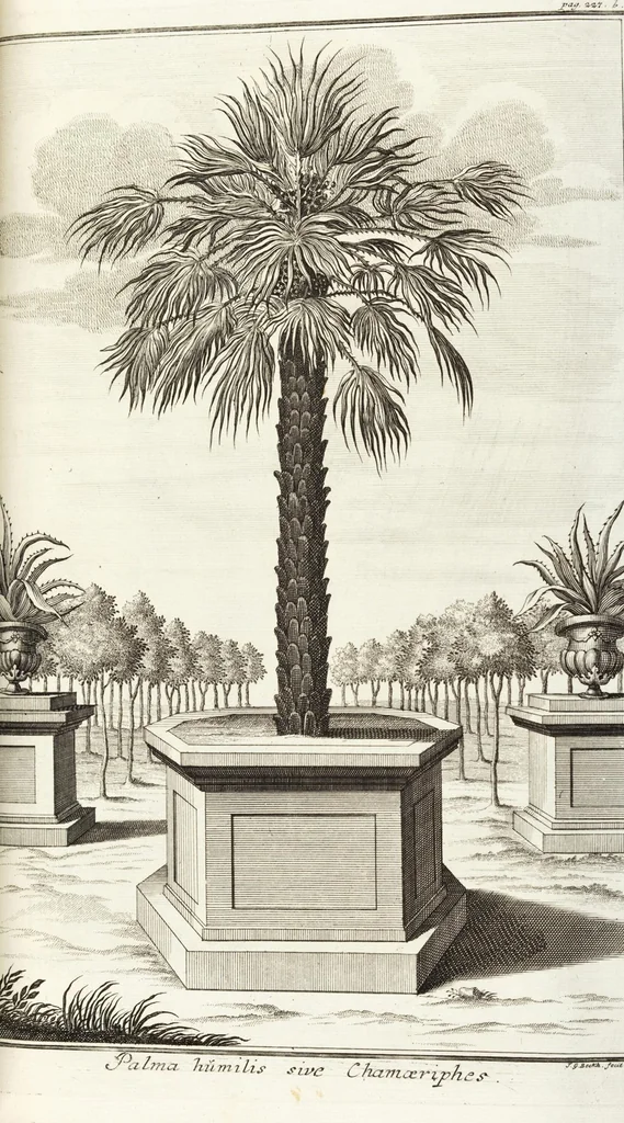 An illustration from Continvation der Nürnbergischen Hesperidvm, Oder: Fernere gründliche Beschreibung Der Edlen Citronat- Citronen- und Pomeranzen-Früchte: mit einem ausführlichen Bericht, wie solche am besten zu warten und zu erhalten seyn ; Worbei diejenigen Sorten, so theils zu Nürnberg gewachsen, theils von verschiedenen fremden Orten dahin gelanget, auf das accurateste in Kupffer gestochen und nachgezeichnet worden ; abermals in vier Theile eingetheilet, und mit gehörigen Anmerkungen erläutert, 1714, leaf 521